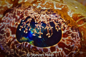 Crocodile tears by Steven Miller 